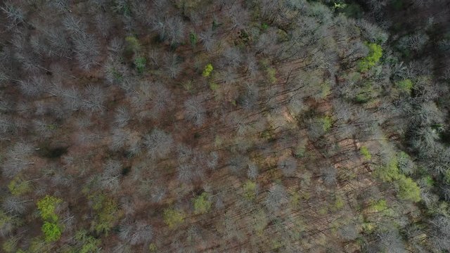 Spring, Beech forest, Altube, Gorbeia Natural Park, Alava, Bizkaia, Basque Country, Spain, Europe