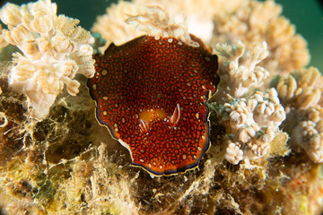 Fototapeta premium Nudibranch