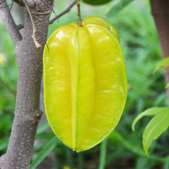 star apple fruit