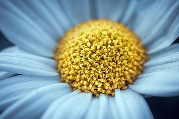 margaretka kwiat z białymi płatkami i żółtym środkiem © Henryk Niestrój