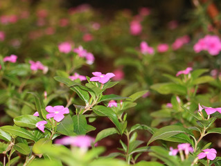 flower green water grass tree