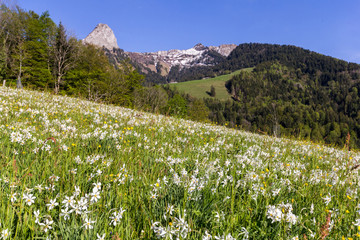 Blooming field with wild narcissus flower (narcissus poeticus) at the Swiss Alps in vaud riviera over Geneva Lake