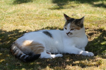 Katze im Garten