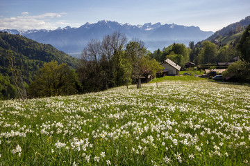 Blooming field with wild narcissus flower (narcissus poeticus) at the Swiss Alps in vaud riviera over Geneva Lake
