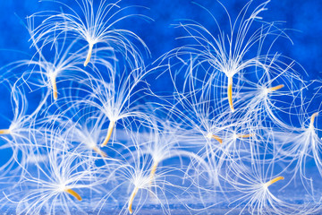 Summer bright background: dandelion seeds close-up on a bright blue background with a beautiful bokeh. Minimalism, macro, fragility.