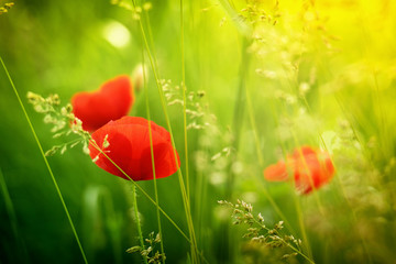 poppies blooming in the wild meadow