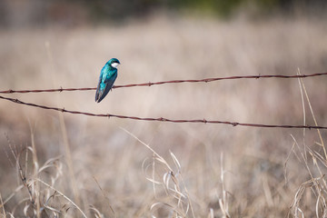 Tree Swallow on a wire