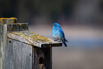 Blue ird