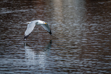 Seagull low over water
