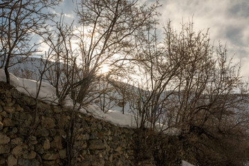 Dry tree in winters in himalayas - India