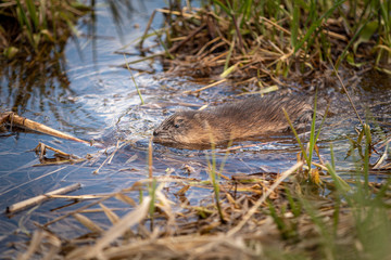Muskrat Swimming