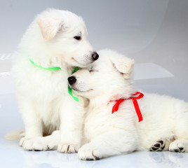 white swiss shepherd