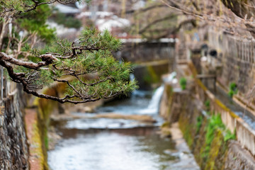 Obraz na płótnie Canvas Takayama, Japan Small bridge by Enako river in Gifu prefecture in Japan with water in early spring in traditional village with closeup of pine tree branch