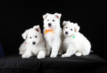 three puppies on a black background