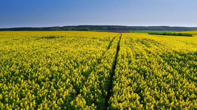 Yellow blooming rape fields in spring in Poland, aerial view