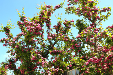 Obraz na płótnie Canvas Beautiful Lagerstroemia or crape myrtle tree in full blossom with purple flowers in spring