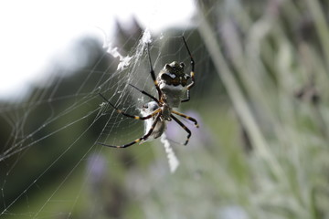 Aranha