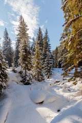 Fototapeta na wymiar Wonderful wintry landscape. Winter mountain forest. frosty trees under warm sunlight. picturesque nature scenery. creative artistic image. Nature background