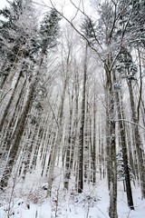 in the pine forest in winter