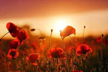 Fototapeta na wymiar Beautiful field of red poppy. Majestic sunset lights up with the warm light the sky and the field of lush, big nice poppies. Wallpaper flowers. Amazing summer day.