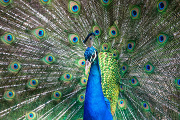 Obraz na płótnie Canvas Peacock with all its colors