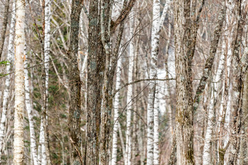 Obraz premium Mountain forest in Okuhida villages in Gifu Prefecture, Japan park with many bare trees and white brown birch trunk plants pattern on trail