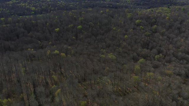Spring, Beech forest, Altube, Gorbeia Natural Park, Alava, Bizkaia, Basque Country, Spain, Europe
