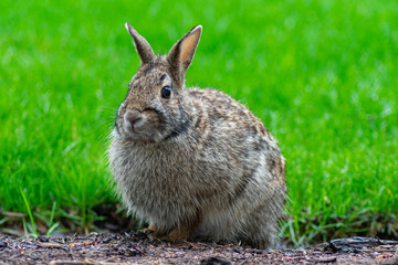 Closeup of a Common Rabbit on a Backyard at a Suburban Home