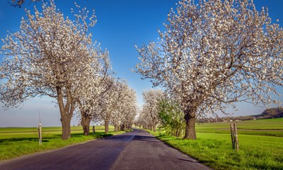 kwitnące czereśnie niedaleko Góry św. Anny na Górnym Śląsku w Polsce © Henryk Niestrój