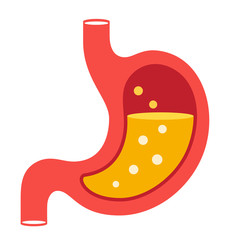 Stomach vector illustration