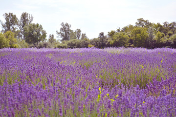 Naklejka premium Lawendowy kwiatu pole, wizerunek naturalny tło.