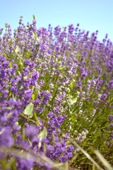 Lavender bushes closeup on sunset. Purple flowers of lavender close up. Provence Ontario, Canada, Prince Edward Country.