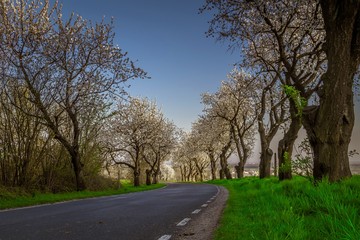 Fototapeta na wymiar kwitnące czereśnie niedaleko Góry św. Anny na Górnym Śląsku w Polsce