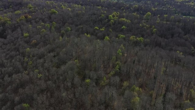 Spring, Beech forest, Altube, Gorbeia Natural Park, Alava, Bizkaia, Basque Country, Spain, Europe