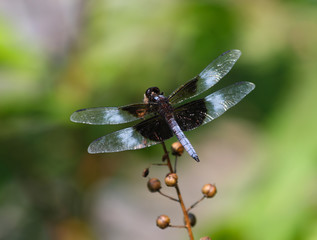 blue dragonfly