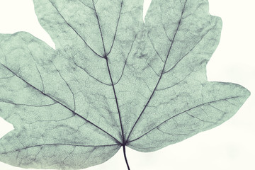 Naklejka na ściany i meble Macro image of tree leaf, natural background