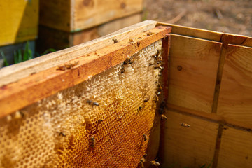 the bees are sitting on honeycombs lying on the top of the hive