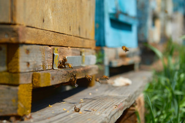 Close up of flying bees. Wooden beehive and bees. Plenty of bees at the entrance of old beehive in apiary. Working bees on plank. Frames of a beehive. 