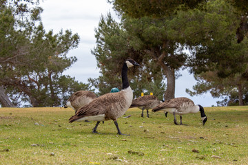 birds eating in a field