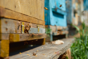 Close up of flying bees. Wooden beehive and bees. Plenty of bees at the entrance of old beehive in apiary. Working bees on plank. Frames of a beehive. 