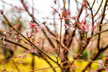 Kyoto, Japan cherry blossom sakura tree in early spring with red buds blooming opening in garden with bokeh blurry background and rain drops in Eikando