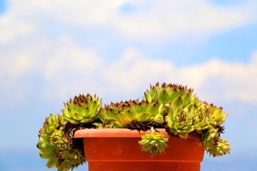 Fototapeta na wymiar Common houseleek (Sempervivum tectorum) growing in a pot on a terrace. Selective focus.
