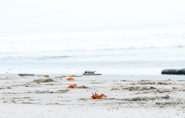 Red Crabs (Halloween or moon crabs) coming out of their holes on a sand beach in Montezuma, Costa Rica 