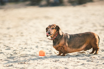 An old fat little brown dachshund dog plays with a rubber red ball on a sandy beach in sunny weather