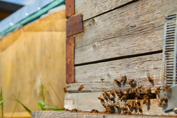 Close up of flying bees. Wooden beehive and bees. Plenty of bees at the entrance of old beehive in apiary. Working bees on plank. Frames of a beehive. 
