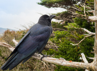 Black crow bird stand on tree branch