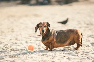 An old fat little brown dachshund dog plays with a rubber red ball on a sandy beach in sunny weather