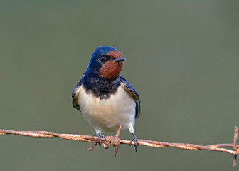 Barn swallow - Hirundo rustica, Crete 