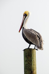 Pelican on watch on the Pacific