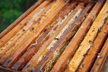 the bees are sitting on honeycombs lying on the top of the hive